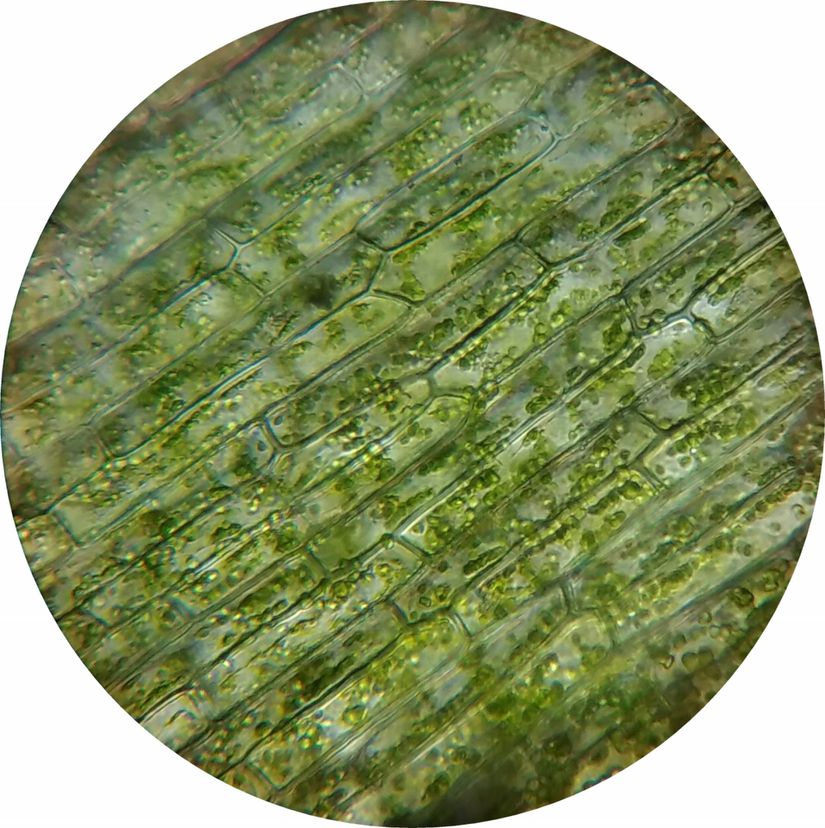 Mikroskop altında klorofiller.