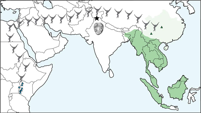 Kapi (siyah yıldız) lokasyonunu gösteren harita. Haritada koyu yeşil alanlar modern, açık yeşil alanlar tarihsel düşük kuyruksuz maymun popülasyonlarını ve yaklaşık erken fosil kayıtlarının Doğu Afrika'daki yayılımını (mavi üçgenler) gçsteriyor. Yeşil üçgenler, daha önceden keşfedilen gibonlara ait fosilleri gösteriyor. Yeni fosil, daha önceden bilinen fosillerden milyonlarca yıl daha erken yaşamış bir türe ait. Bu fosil, gibonların Afrika'dan Asya'ya göçünü gösteriyor.