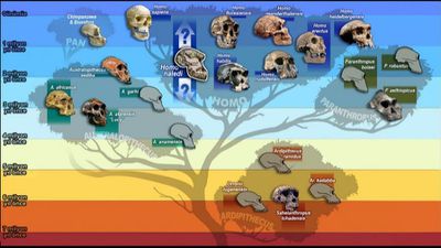 Homo naledi'nin Eklenmesiyle Yeni Evrim Ağacı...