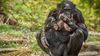 Bonobolar, İnsanlarda Görülen Fedakarlığın Kökenlerini Anlamamızı Sağlayabilir!