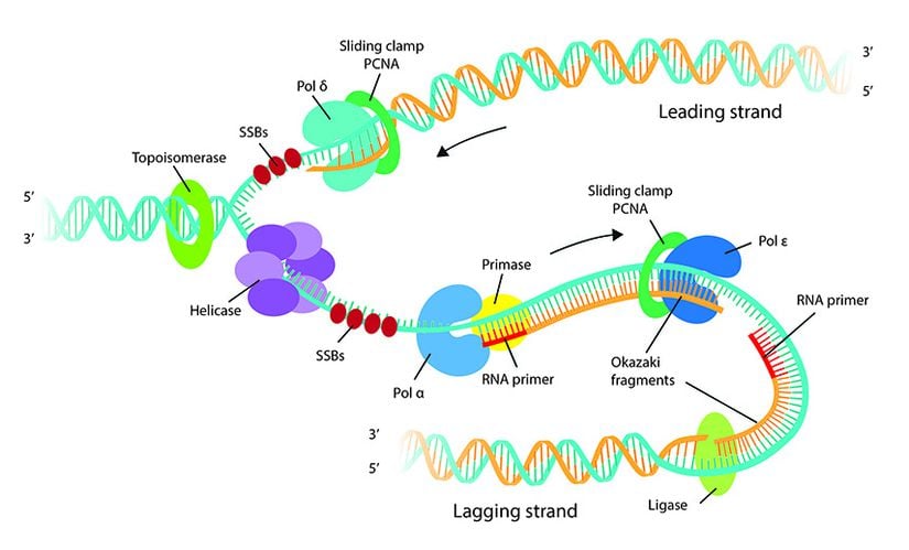 DNA sentezinin şematik gösterimi.