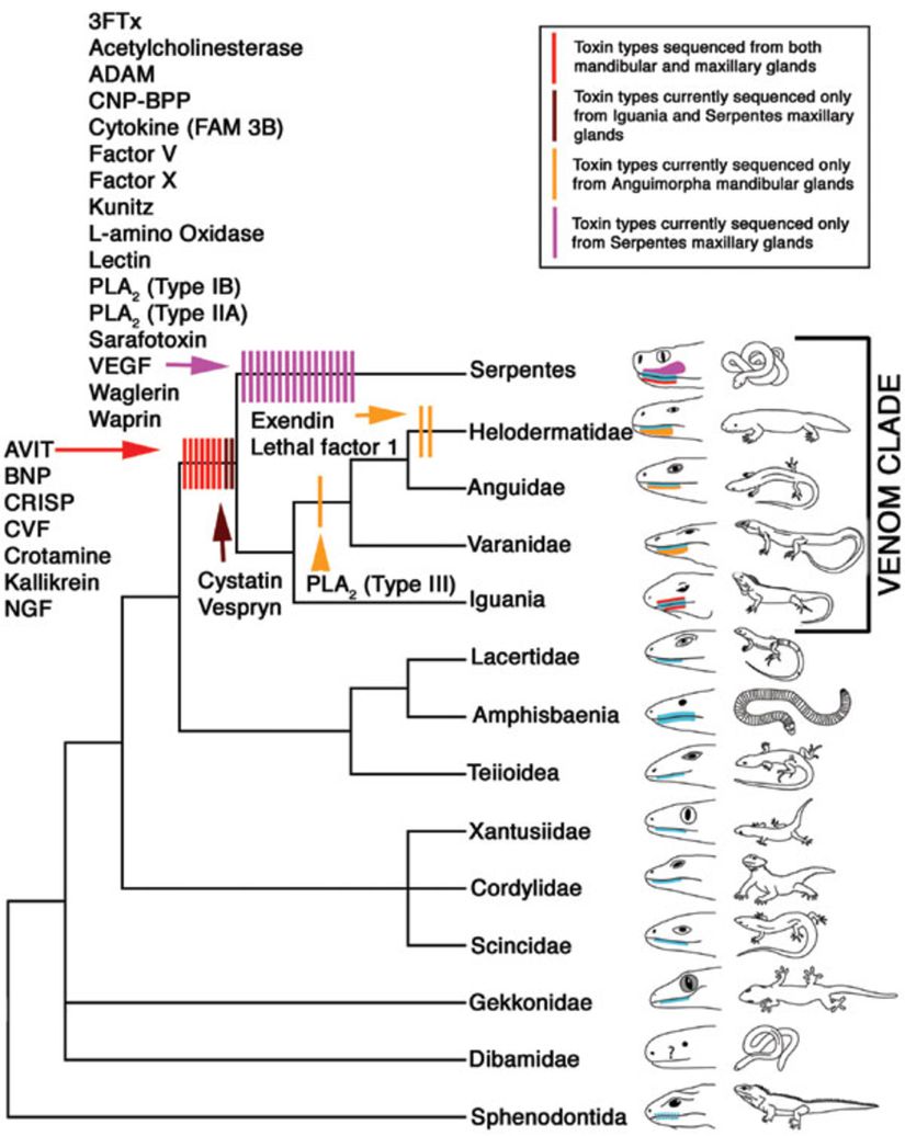Zehirli sürüngenlerin evrimsel akrabalık ilişkileri ve taksonomisi...