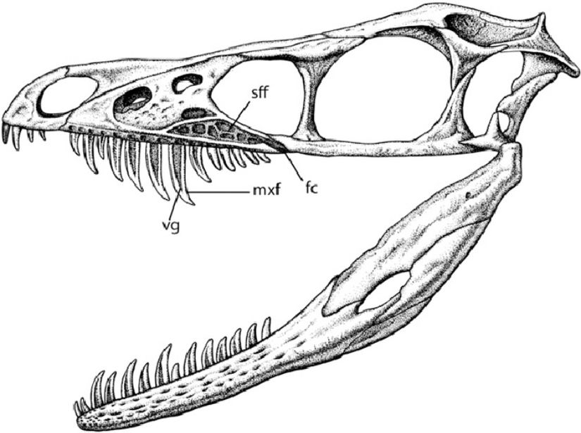 Sinornithosaurus kafatasında “sff” ile gösterilen kısım &quot;subfenestral fossa&quot; olarak adlandırılır ve zehir bezlerini içinde barındırdığı düşünülmekteydi.