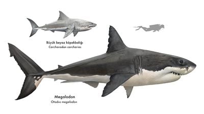 Dev Köpekbalığı Megalodon ve Dişlerinin Evrimi
