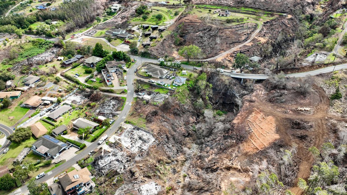 Banyan tree thrives one year after Maui wildfires