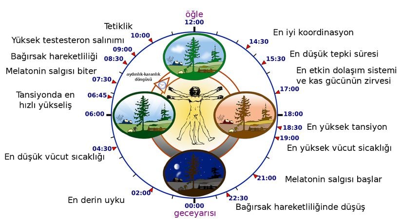 Biyolojik saatimizin infografiği.
