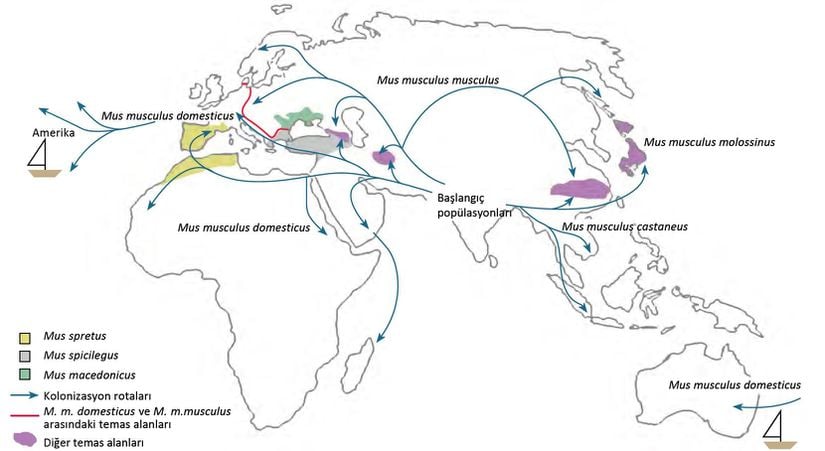 Ev faresinin kökeni ve yayılımı: İki milyon yıl önce, en yakın akrabaları olan M. spretus (sarı), M. spicilegus (gri) ve M. macedonicus (yeşil) ayrılmıştır; yayılma alanları bugün Avrupa’nın farklı bölgelerinde kesişmektedir. Yaklaşık 500 bin yıl önce bugünün Hindistan ve İran’ına denk gelen bölgelerde ev faresinin alt türleri ortaya çıkmıştır. İlk çiftçilerin peşinden yavaş yavaş dünyaya yayılmışlardır: Doğu ev faresi (M. m. musculus) Kuzey Asya’ya ve Doğu Avrupa’ya yayılmıştır. Asya ev faresi (M. m. castaneus) Doğu Asya’ya, batı ev faresi (M. m. domesticus) ise Batı Avrupa’ya yayılmıştır. Ayrıca, batı ev faresi oradan gemilerle kalan tüm kıtalara ulaşmıştır. Dünyanın farklı bölgelerinde alt türler tekrar birbirleriyle karşılaşmakta ve karışmaktadır (mor). Bunun bir örneği, Avrupa’nın ortasındaki dar bir melez bölgedir (kırmızı çizgi). Japonya’da doğu ev faresiyle Asya ev faresinin teması sonucu yeni bir alt tür ortaya çıkmıştır (M. m. molossinus).