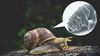 Otostopçu Tardigradlar, Salyangozları Taşıt Olarak Kullanıyor!