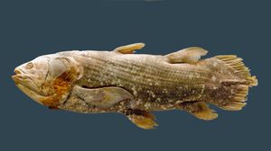 Record-Setting Lungfish Genome Unveils Evolutionary Secrets