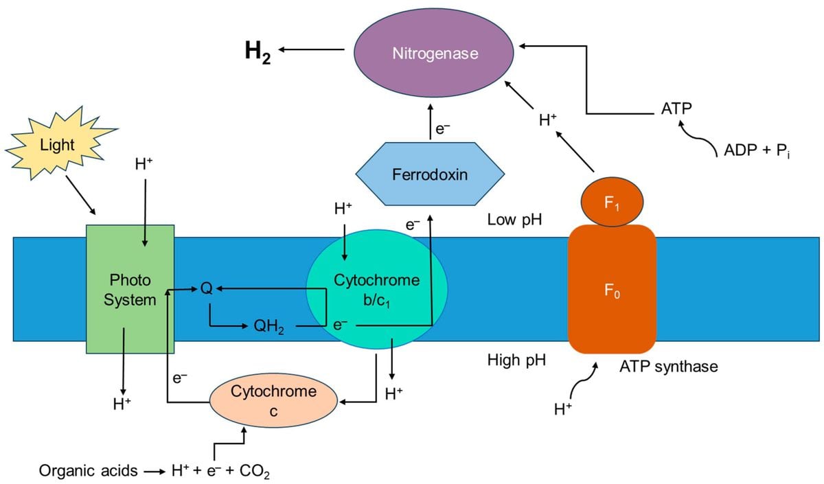 Revolutionizing Green Energy: The Role of Bacteria in Hydrogen Production