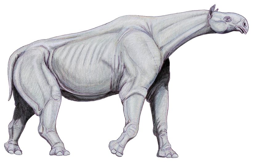 yaşamış en büyük memeli Paraceratherium
