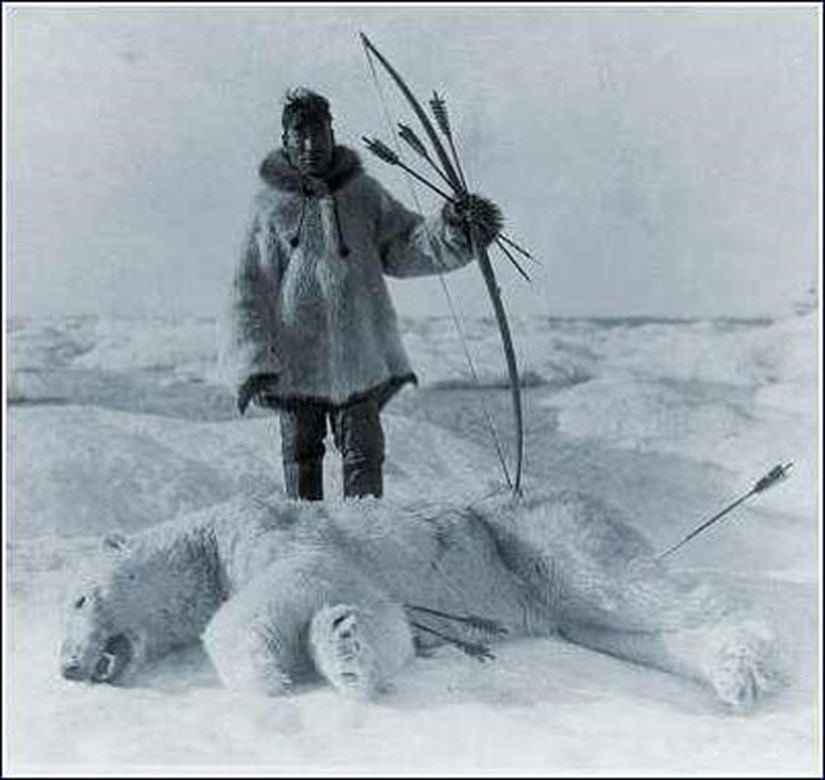 Arktik bölgelerde yaşayan avcılar da özellikle kutup ayılarını avlayarak hayatta kalmaktadırlar.