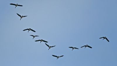 Kuşların V Şeklinde Uçuşunun, Enerji Tasarrufu Sağladığı Nihayet Doğrulandı!