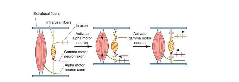 Alfa ve Gama motor nöron