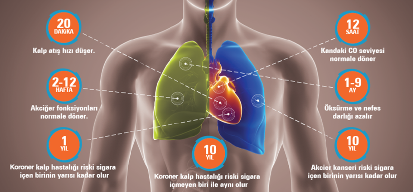 Sigarayı Neden Bırakmalısınız: Sigara İçenlerin Akciğer Kanserine Yakalanma ve Erken Ölüm Olasılıkları Nasıl Değişir? - Evrim Ağacı