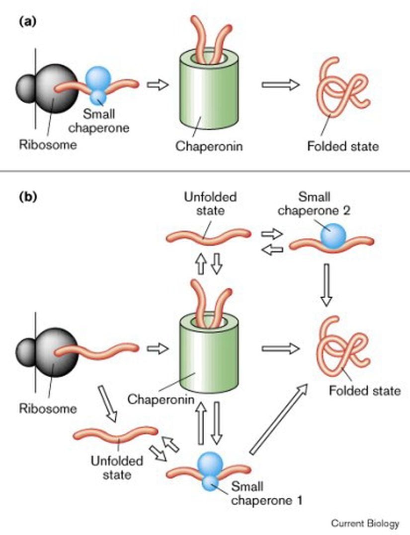 Yeni sentezlenmiş proteinlerin şaperon destekli katlanması için yol (a) ve ağ (b) modelleri.
