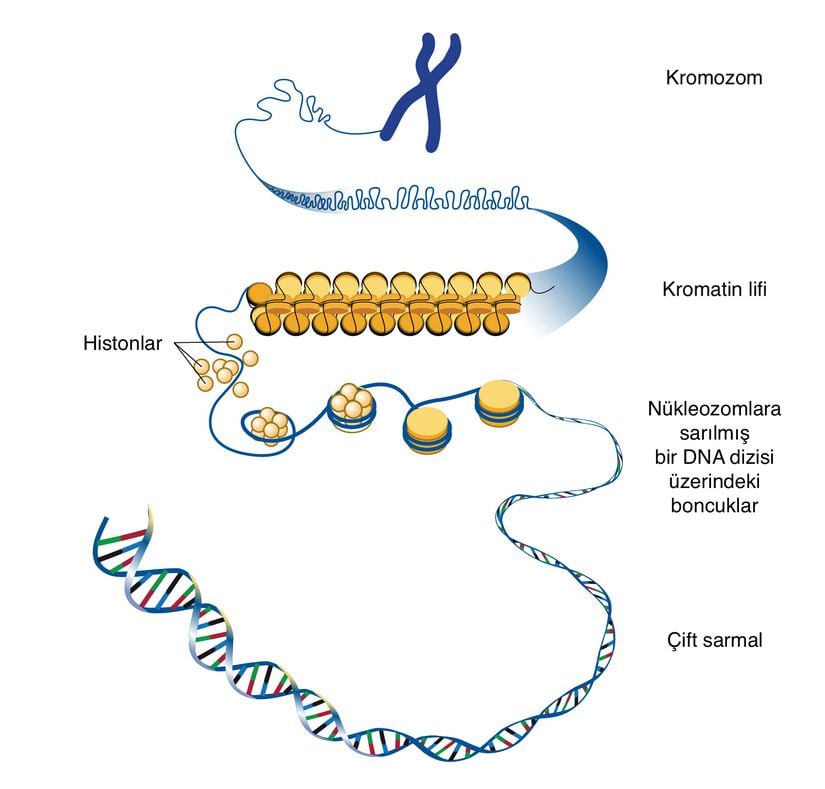 Kromatin, DNA ve proteinden oluşan bir kromozom içindeki bir maddedir. DNA, hücrenin genetik talimatlarını taşır. Kromatindeki ana proteinler, DNA'nın hücre çekirdeğine uyan kompakt bir biçimde paketlenmesine yardımcı olan histonlardır. Kromatin yapısındaki değişiklikler, DNA replikasyonu ve gen ekspresyonu ile ilişkilidir.