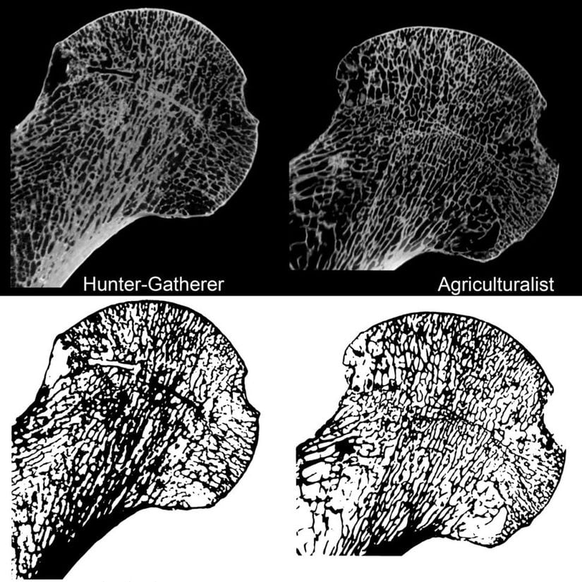 Göreceli olarak daha az hareket eden insan tarımcıları (sağda), daha hareketli olan avcılara kıyasla (solda) daha zayıf iskeletlere sahiptir. Görselde, femur başına yönelik 2 boyutlu mikro CT görüntüleri görülmektedir.
