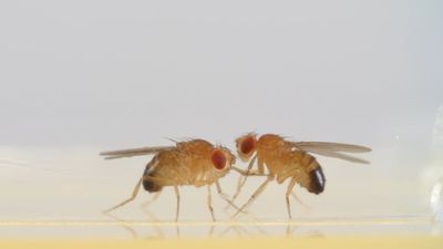 Sentetik Türleşme: CRISPR-Cas9 Genetik Mühendislik Yöntemi ile Yeni Böcek Türleri Yaratmak Mümkün!