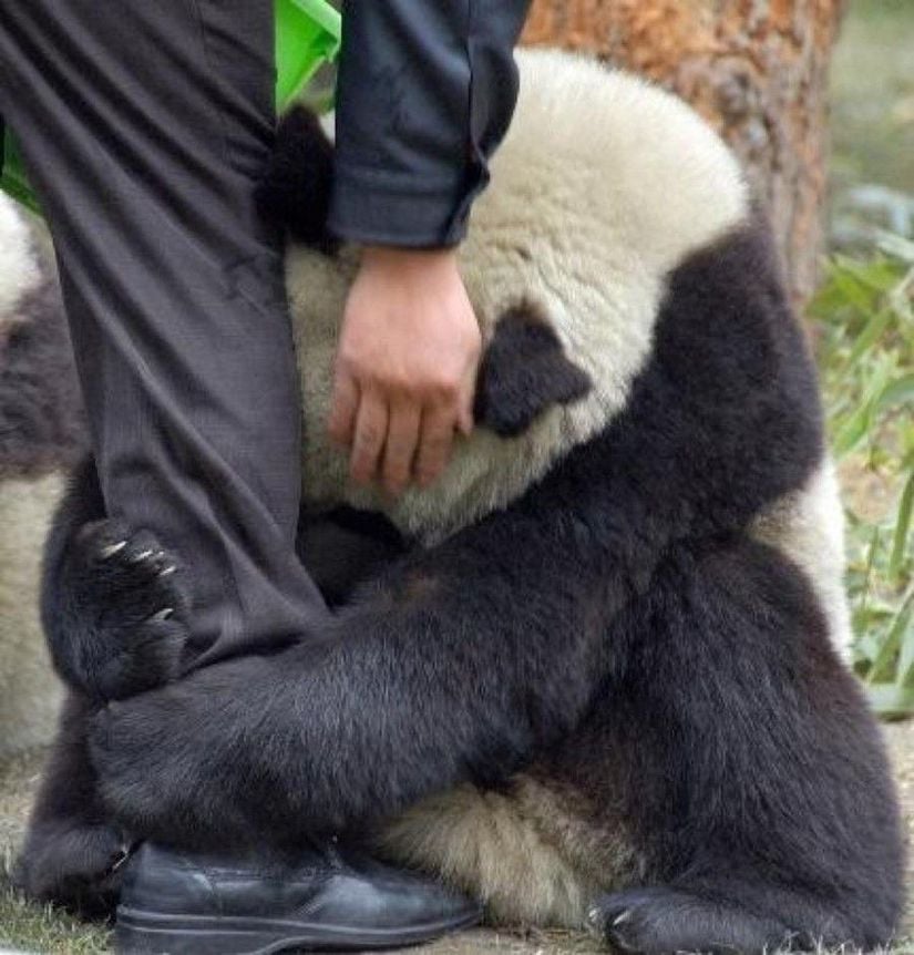 Fotoğraf Eylül 2012'de Çin'de meydana gelen 5.6 büyüklüğündeki depremden sonra çekildi. Fotoğrafta, deprem sonrasında kendisiyle ilgilenmeye gelen görevlilerden bir tanesinin bacağına sarılan bir panda görülüyor. Pandanın depremden korktuğu için böyle bir şey yaptığı ileri sürülüyor.