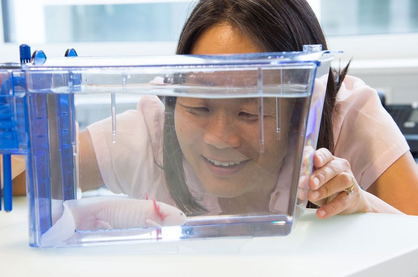 Aksolotlar laboratuvarlarda üzerinde en çok araştırma yapılan amfibi türüdür. Viyana'daki Moleküler Patoloji Araştırma Enstitüsü'nden Elly Tanaka, tam aksolot genomunun dizisini üreten ekiptendir.