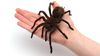 Örümcek Korkusu, Evrimsel Süreçte Genlerimize Kazınmış Bir Korku!