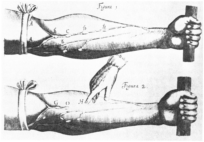 William Harvey'in &quot;Exercitatio Anatomica de Motu Cordis et Sanguinis in Animalibus&quot; adlı eserinden kanın dolaştığını gösteren görüntü