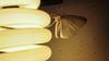 Fototaksi: Bazı Böcekler Neden Işığa Yönelir?
