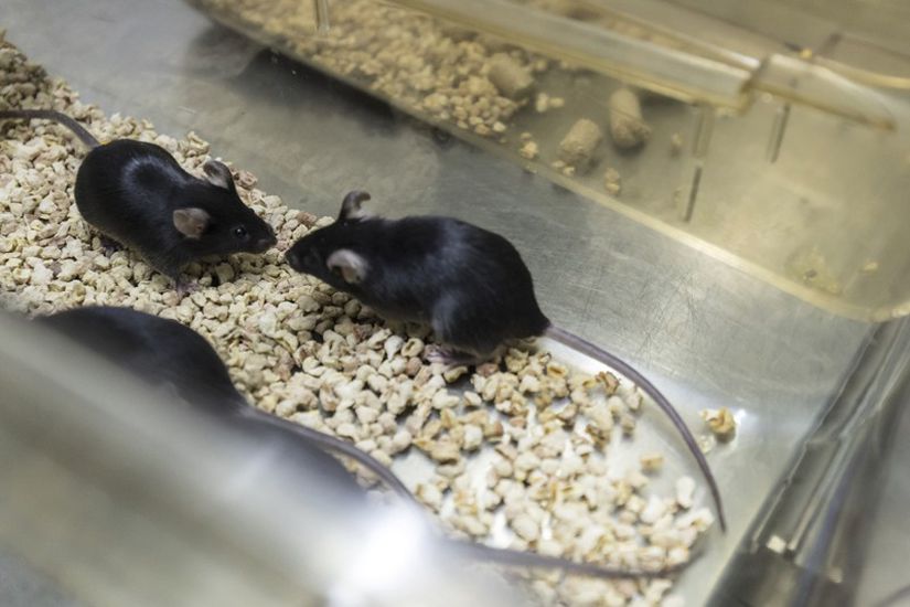 Retinalarında hasar olan farelerin görüşleri hücrelerin yeniden programlanması ile yenilenebiliyor.