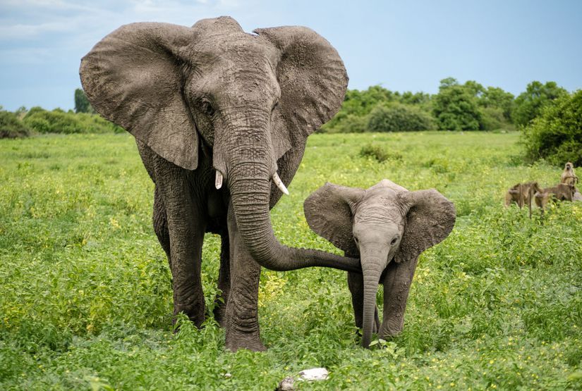 Filler her nesilde daha kısa dişlerle doğmaktadır.