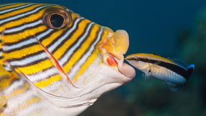 Marine Species At Risk Reveal Human Oversight