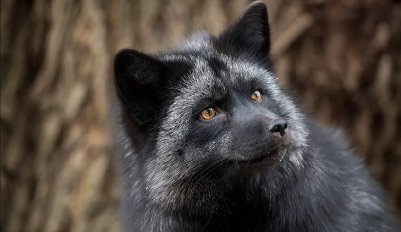 Evcil gümüş tilki, kızıl tilki ile aynı türdür. İkisi de Vulpes vulpes olarak sınıflandırılır.