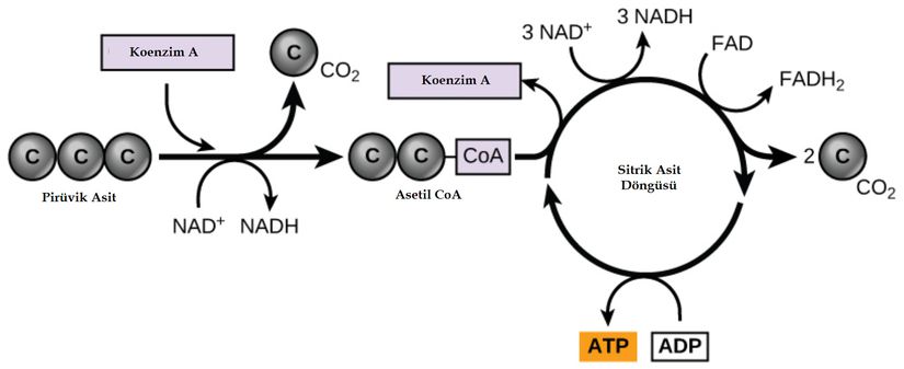 Pirüvit, sitrik asit döngüsüne katılmadan önce asetil-CoA'ya dönüştürülür.