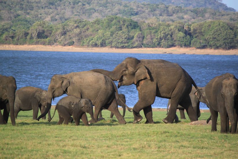 Filler farklı şekillerde iletişim kurabilir
