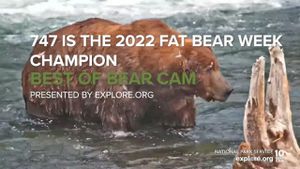 Grazer Claims 2024 Fat Bear Week Crown With Resounding Victory