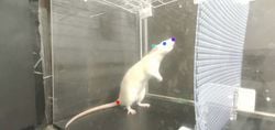 Sıçanlar Ritim Tutmak İçin Başlarını Sallayabiliyor