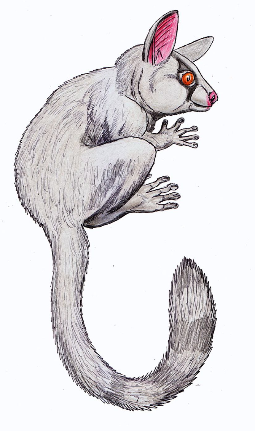 Yaklaşık 55 milyon yıl önce yaşamış Omomyidae üyesi Teilhardina, ilk gerçek primatları temsil eder.