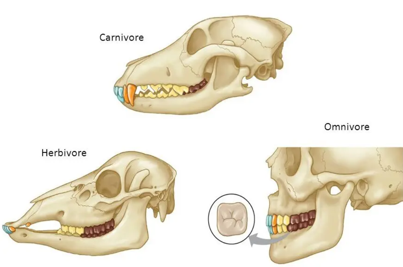 3 beslenme tipine ait canlıların çene ve diş yapıları. Sırasıyla etçil (karnivor), otçul (herbivor) ve hepçil (omnivor)