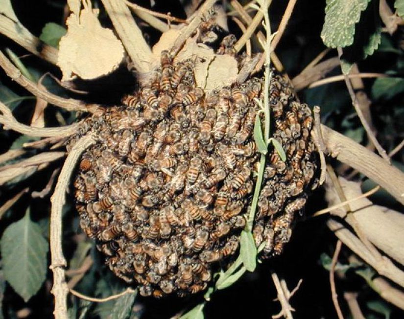 Afrika bal arısı (Apis mellifera) oğulu.