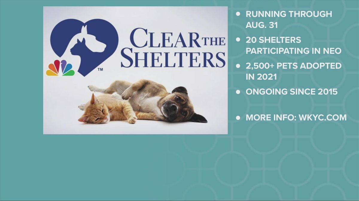 Clear The Shelters Launches Tenth Anniversary Campaign The Pinnacle