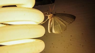 Fototaksi: Bazı Böcekler Neden Işığa Yönelir?