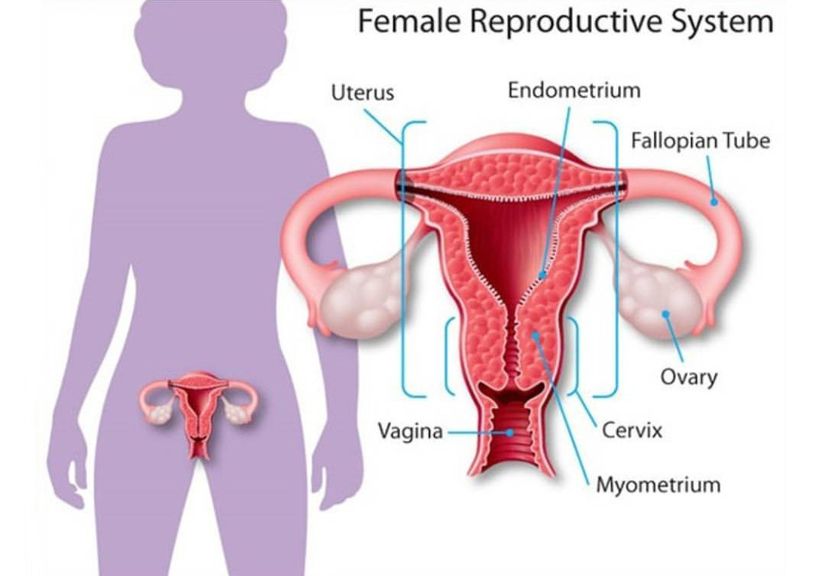 Kadın üreme sisteminin gösterildiği görselimizde rahim ağzı cervix olarak belirtilen kısımdır.