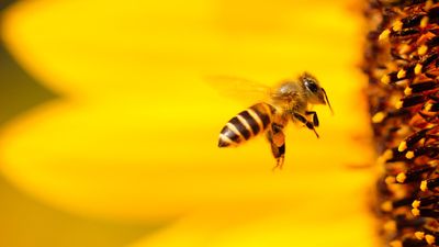 Arıların Dansı ve Arılarda Demokrasi: Arılar Neden Dans Eder ve Arı Demokrasisinden Neler Öğrenebiliriz?