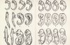 Ernst Haeckel ve Darwin Hakkındaki Çarpıtmalar Üzerine...