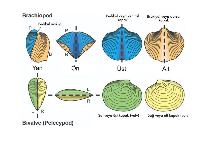 Bütün Kolsu Ayaklıların (Brachiopoda), yumuşakça olan istiridye ve midye gibi iki tane sert kabuğu vardır. Fakat bu hayvanlar günümüz Molluska (Yumuşakça) üyesi değildir. Güzel bir yakınsak evrim örneği denilebilir.