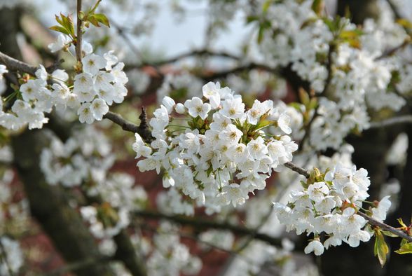 Prunus avium dalları