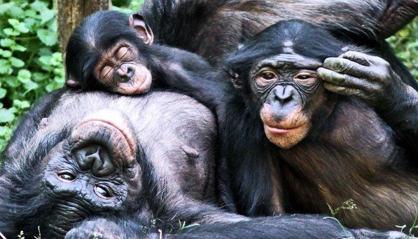Ana erkil bir yapıya sahip olan yakın akrabalarımız bonoboların saldırgan davranışlar sergiledikleri görülmüş olsa da birçok araştırmacı, en az şiddete başvuran memeli türü oldukları konusunda hemfikirdir.