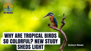 Iridescent Feathers Trace Back To All Birds' Common Ancestors