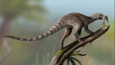 Sürüngen Evriminde Yeni Bir Sayfa: Venetoraptor'un Keşfi!