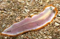 "Ölümsüz" Canlılara Bir Diğer Örnek: Platyhelminthes (Yassısolucanlar) ve Ölümsüzlük Hakkında Açıklamalar